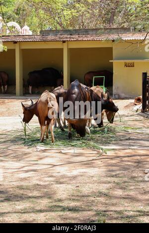 Gaurs conosciuto anche come bisoni Indiani allo Zoo Mysore, Mysuru, Karnataka, India Foto Stock