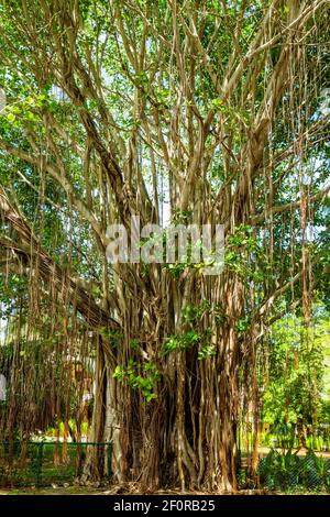 Albero di Banyan (Ficus citrifolia) con radici aeree, Mauritius Foto Stock