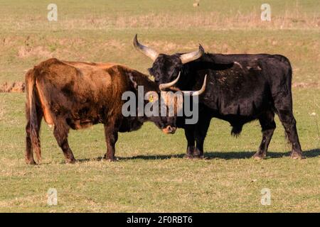 Olfen, NRW, Germania. 07 marzo 2021. Una mucca di Heck è curata da un toro. L'antico bestiame Heck semi-selvaggio, una razza dura che in origine era il risultato di un tentativo dei fratelli Heck di allevare gli aurichi estinti negli anni venti e 30, vagava in meadowland in una riserva naturale chiamata Steveraue vicino alla piccola città di Olfen. Credit: Imageplotter/Alamy Live News Foto Stock