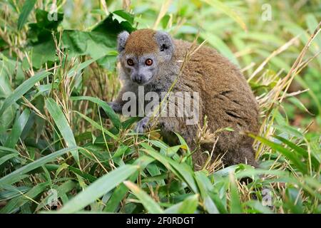 Lac Alaotra bambù lemur (Hapalemur alaotrensis), adulto, foraggio, prigioniero, Madagascar Foto Stock