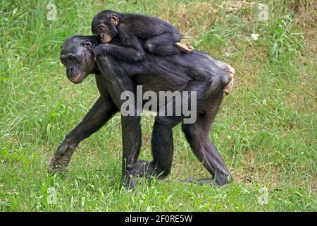 Bonobo, pygmy scimpanzé (Pan Paniscus), adulto, femmina, madre, giovane, comportamento sociale, giovane sulla schiena, specie in pericolo, in cattività Foto Stock