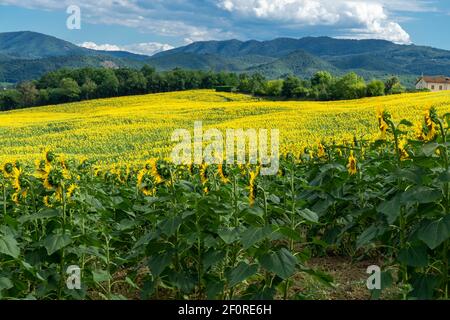 Italia Bologna Firenze a piedi , passeggiata dei trekking sull'Appennino Tosco-Emiliano Foto Stock