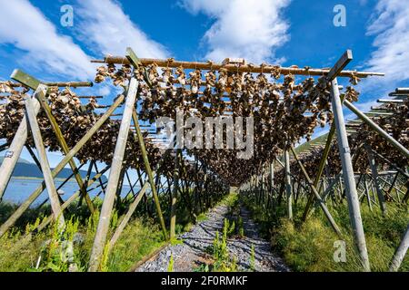 Teste di merluzzo che asciugano su scaffale di legno, Lofoten, Norvegia Foto Stock