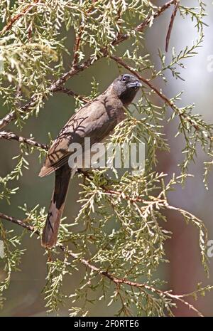 Bulbul comune (Pycnonotus tricolore) adulto arroccato nel cespuglio Etiopia Aprile Foto Stock