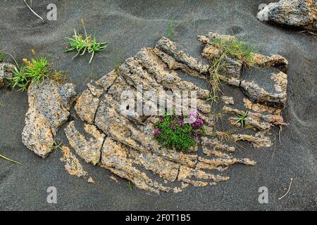 Timo artico su rocce ignee, stonecrop, Islanda Foto Stock