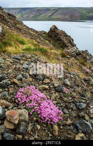 Timo artico (Thymus praecox), sulla cenere vulcanica, Islanda Foto Stock