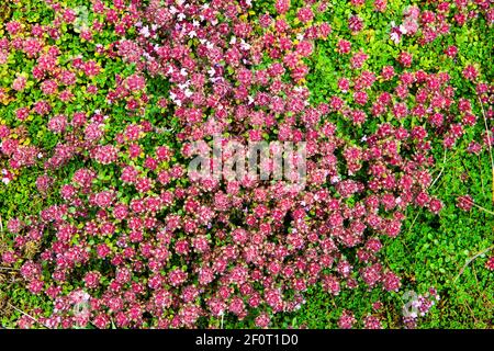 Timo artico (Thymus praecox ssp. Arcticus), su cenere vulcanica in Islanda Foto Stock