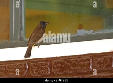 Bulbul comune (Pycnonotus tricolore) uomo adulto che mostra ad esso la riflessione in finestra Bale Mountains, Etiopia Aprile Foto Stock