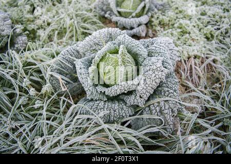 Cavolo sabaudo (Brassica oleracea convar. capitata var. sabauda) in coltura biologica, Velbert, Renania Settentrionale-Vestfalia, Germania Foto Stock
