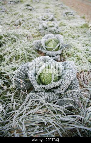 Cavolo sabaudo (Brassica oleracea convar. capitata var. sabauda) in coltura biologica, Velbert, Renania Settentrionale-Vestfalia, Germania Foto Stock