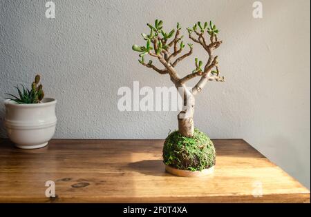 Kokedama (palla di muschio) Di una pianta succulenta chiamata Crassula ovata anche conosciuta come gollum o hobbit Foto Stock