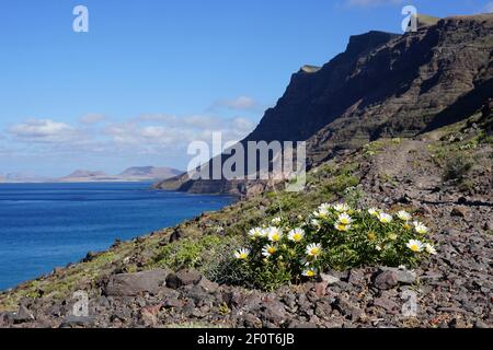 Asteriscus schultzii, scogliere di Famara, Riscos de Famara, vista sull'isola la Graciosa, massiccio di Famara, Lanzarote, Isole Canarie, Spagna Foto Stock