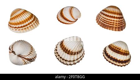 Set di cockles comuni a strisce marroni isolati su sfondo bianco. Edule cerastoderma. Gusci di mare ovali vuoti e scottati di molluschi bivalvi marini. Foto Stock