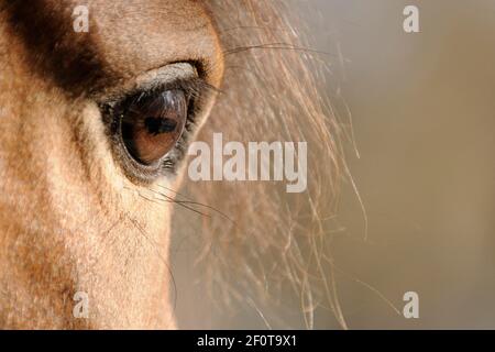 Purosangue arabe, mare, occhio, marrone Foto Stock