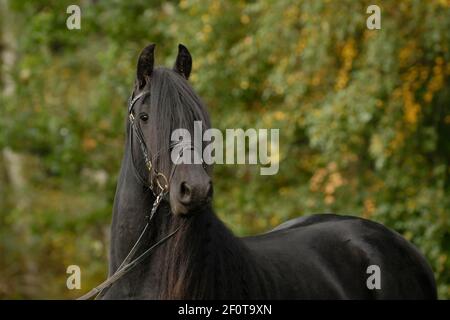Frisone, stallone con briglia Foto Stock