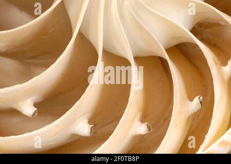 Nautilus (Nautilus pompilius), l.s. di conchiglia con camere Foto Stock