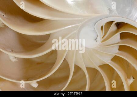 Nautilus (Nautilus pompilius), l.s. di conchiglia con camere Foto Stock