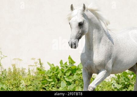 Purosangue arabe, stallone grigio trotting Foto Stock