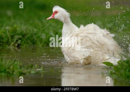 Anatra moscovita nativa (Cairina moschata forma domestica) Foto Stock