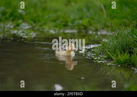 Anatra moscovita, anatroccolo (Cairina moschata forma domestica) Foto Stock