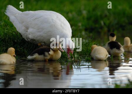 Anatra moscovita nativa con anatroccoli (Cairina moschata forma domestica) Foto Stock