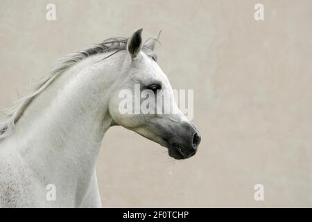 Purosangue arabe, stallone grigio trotting Foto Stock