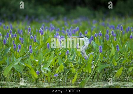 Grande airone blu (Ardea herodias), aironi, animali, Uccelli, Grande airone blu, La Mauricie National Park, Quebec, Canada Foto Stock