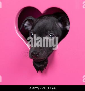 Un cucciolo nero di levriero italiano seduto in un cuore rosa simbolo della scena per amore Foto Stock
