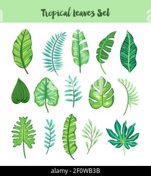 Insieme di foglie tropicali disegnate a mano isolate. Illustrazione vettoriale. Illustrazione Vettoriale