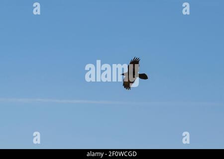 un corvo a collo marrone che si eleva sopra un getto sottile ruscello Nuvola al cratere Makhtesh Ramon in Israele con un sfondo blu chiaro Foto Stock