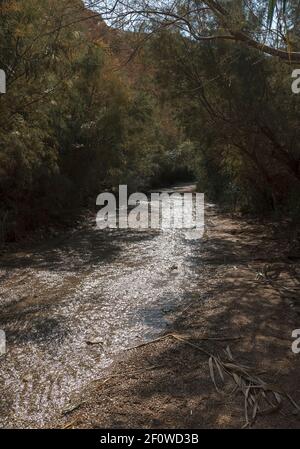 Lo scintillante ruscello Nahal Bokek alimentato da una sorgente scorre attraverso un tunnel di fitta vegetazione sulla strada per il resort Città di Ein Bokek sul Mar Morto Foto Stock