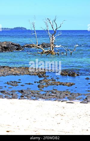 Bellissima spiaggia di andilana alghe albero morto indiano Foto Stock