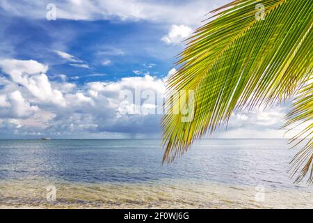 Foglia di palma sull'acqua dell'oceano sulla spiaggia tropicale nella repubblica Dominicana Foto Stock