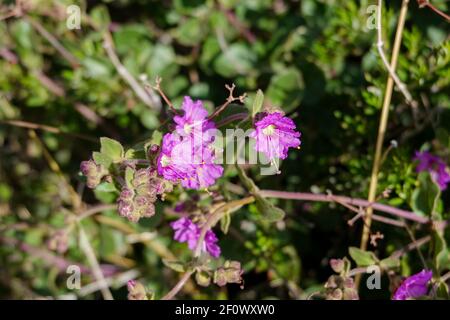 Desert Wishbone Bush (Mirabilis laevis) Orange County, California, Stati Uniti Foto Stock