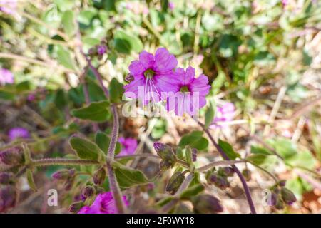 Desert Wishbone Bush (Mirabilis laevis) Orange County, California, Stati Uniti Foto Stock