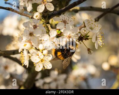 Un bumblebee (Bombus terrestris) dalla coda di rossore (Prunus spinosa) nella riserva naturale delle Beddington Farmlands a Sutton, Londo Foto Stock