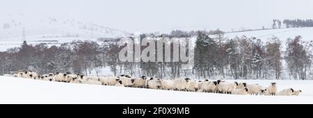 Un paesaggio innevato panoramico ad Aberdeenshire con un gregge di scozzesi Pecora nera raggruppata insieme nel primo piano Foto Stock