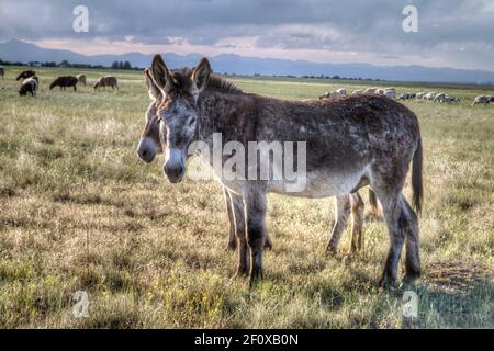 Due asini stanno in piedi guardia da coyote su un gregge di pecore. Foto Stock