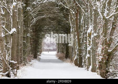 Un vialetto coperto di neve attraverso un tunnel di alberi (Sitka Spruce, Scots Pine & Beech) nella campagna dell'Aberdeenshire Foto Stock
