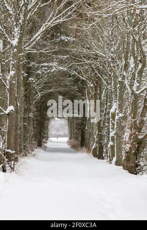 Una pista coperta di neve attraverso un tunnel di alberi (Principalmente faggio e abete Sitka) nella Scozia rurale Foto Stock