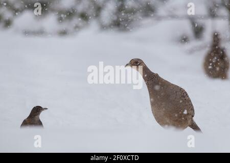 Un fagiano femminile (Phasianus Colchicus) incontra un uccello nero femminile (Turdus Merula) mentre cercando cibo durante una tempesta di neve Foto Stock