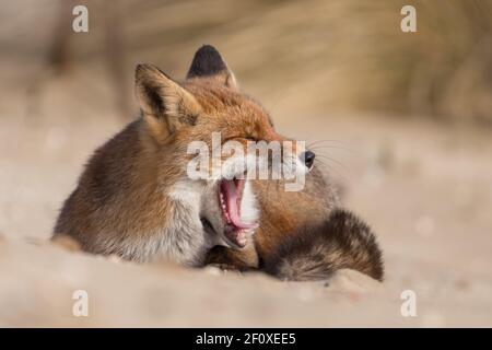 La volpe rossa si sta rilassando nella sabbia, fotografata nelle dune dei Paesi Bassi. Foto Stock