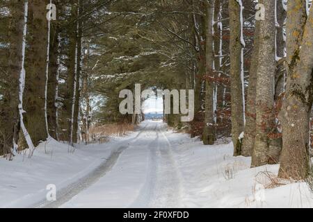 Contrassegni degli pneumatici su una pista coperta da neve sotto un tunnel Di alberi in Scozia rurale Foto Stock