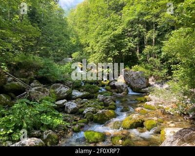 Torrente nel bosco del Parco Naturale Marguareis, Piemonte - Italia Foto Stock