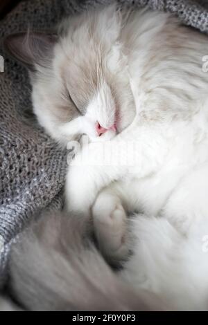 Un piccolo gattino addormentato rotolato in una palla, giace con una morbida coperta a maglia. Primo piano. Profondità di campo poco profonda. SDF. Foto Stock