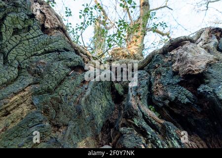 una vista ravvicinata dell'interno di una cavità albero Foto Stock