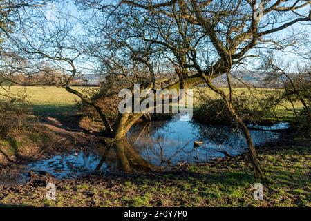 una vista ravvicinata di un piccolo stagno sul parte inferiore di un grande campo aperto Foto Stock