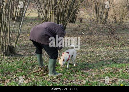 Un giovane cane tartufo è in cerca di tartufo in un boschetto di nocciole delle Langhe, Piedmony - Italia Foto Stock