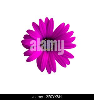 Fiore viola isolato su sfondo bianco. Osteospermum ecklonis, dimorphotheca ecklonis o daisy africano Foto Stock