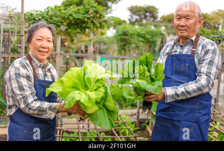 Felice agricoltore di coppia anziana che mostra verdure fresche verdi nel orto Foto Stock